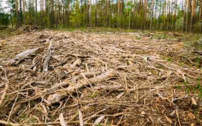 Conference presentation: Transformation of biomass residues into clean energy and high-value products