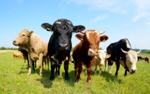 cows