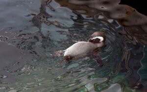magellamic penguin